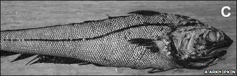 Click to enlarge Deep Sea Creatures_3