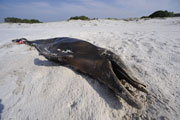 Dead Dolphin, oil spill