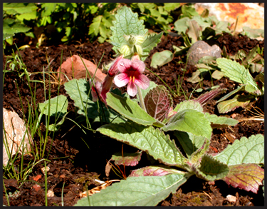 Rehmannia glutinosa 