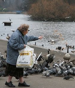 bird feeding