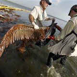 Click to enlarge P.J. Hahn lifts an oil-covered pelican