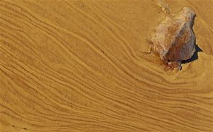 A dead turtle floats on a pool of oil 