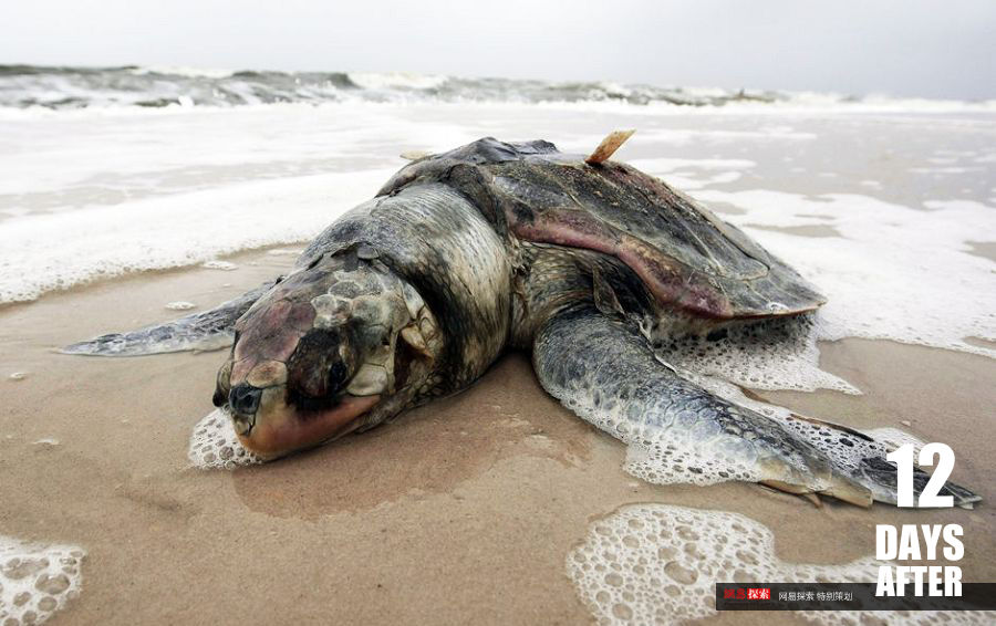 dead turtle, oil spill