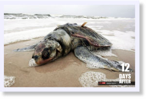 dead turtle, oil spill
