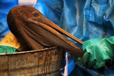 oiled pelican