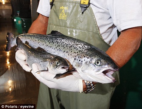 GM salmon