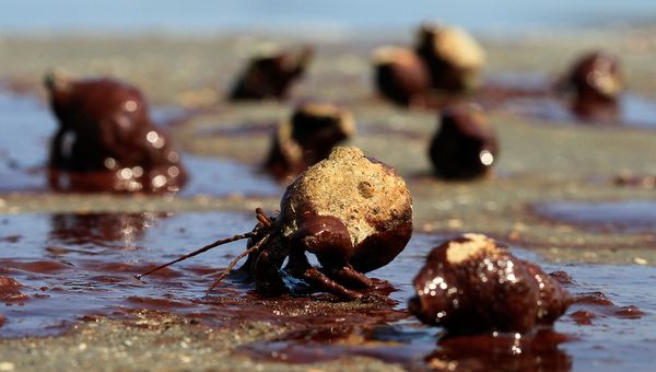 Click to enlarge Oil covered crabs