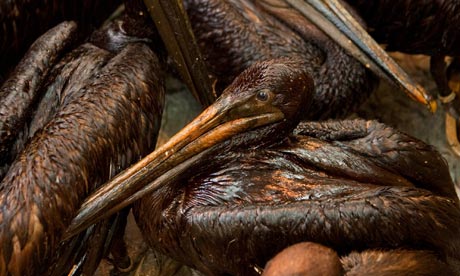 oil soaked pelicans