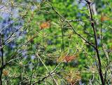 Needle Losing Pine_2