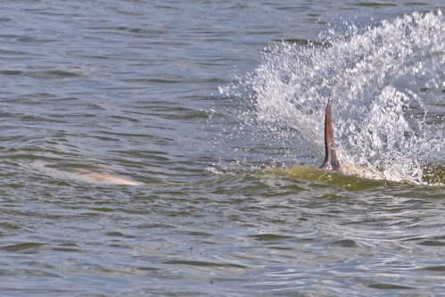 oil dolphin