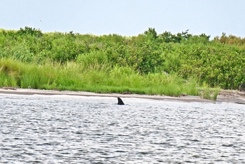 oiled dolphin