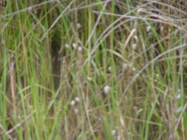 Spartina grasses with snails