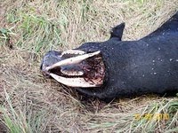 Argentina cattle mutilation
