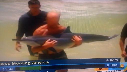 dolphin baby