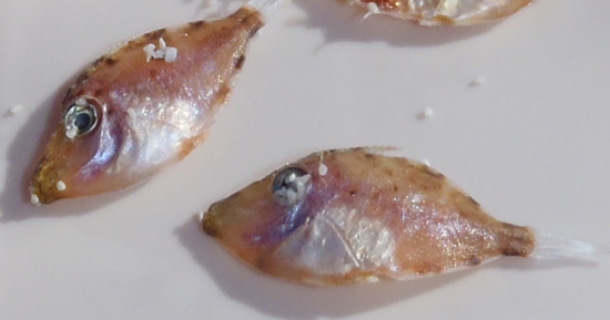 Click to enlarge Dead Fish_2