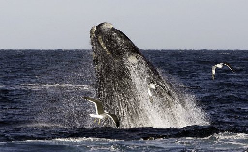 Right Whale