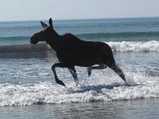 Moose1