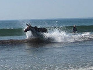 Click to enlarge Moose2