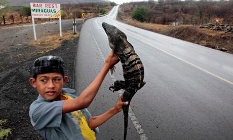 boy and iguana