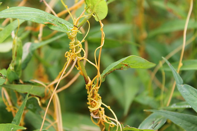 dodder plant