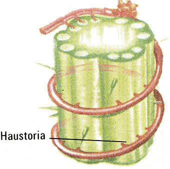 Haustoria diagram