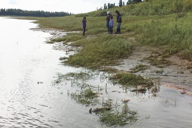 Alaska Salmon dieoff 