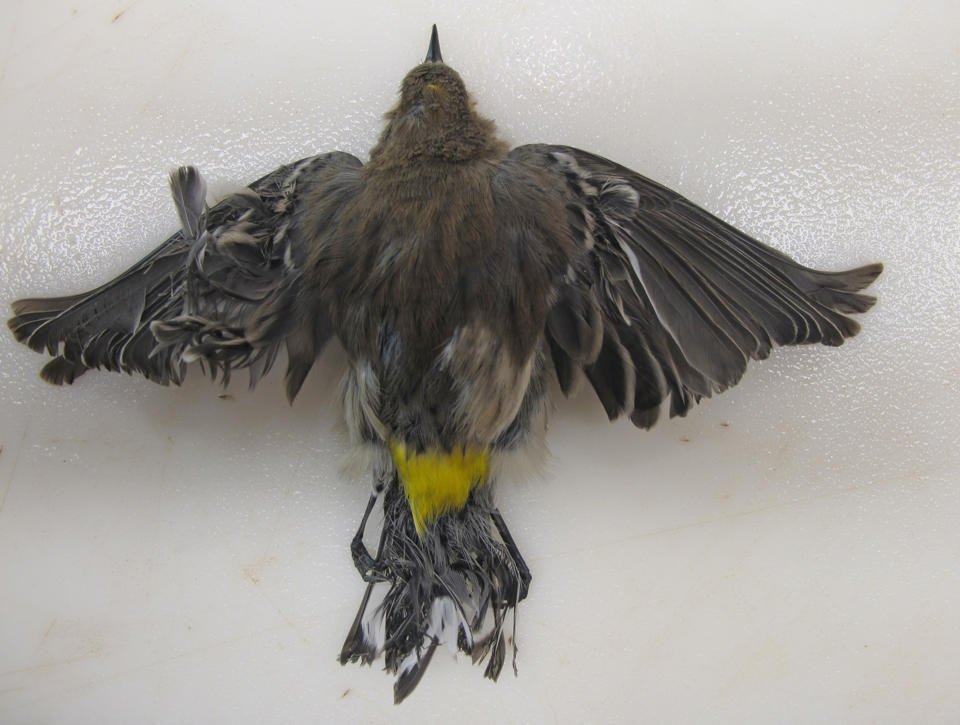 warbler