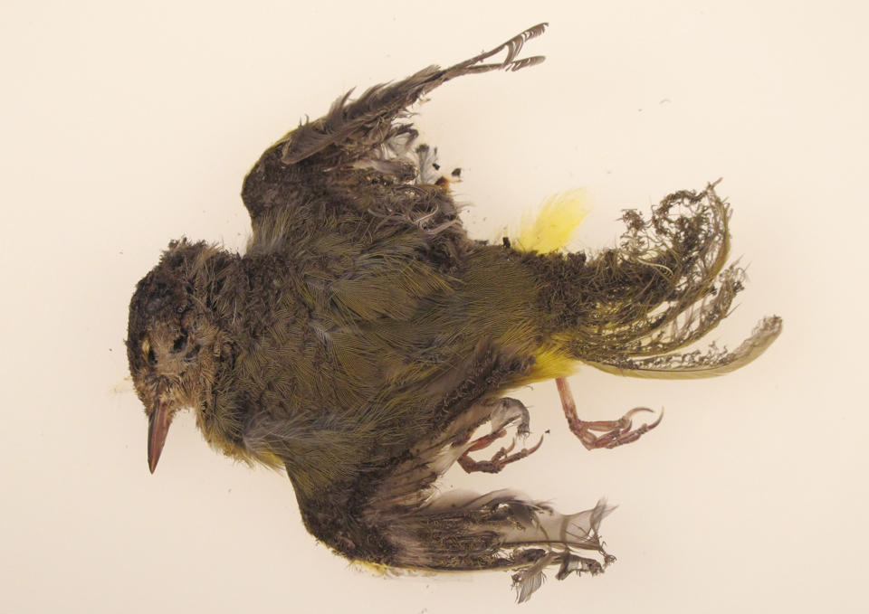 burned MacGillivray's Warbler