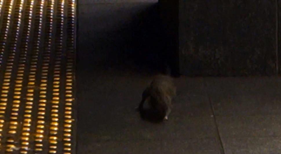 Giant Rat 