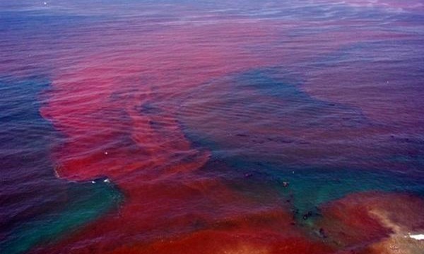 gulf of mexico red