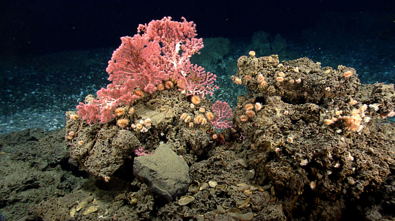 Corals