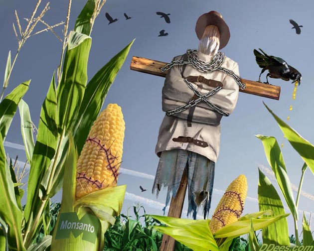 scarecrow GMO