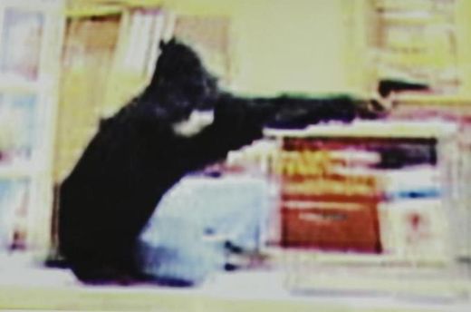 pellet gun