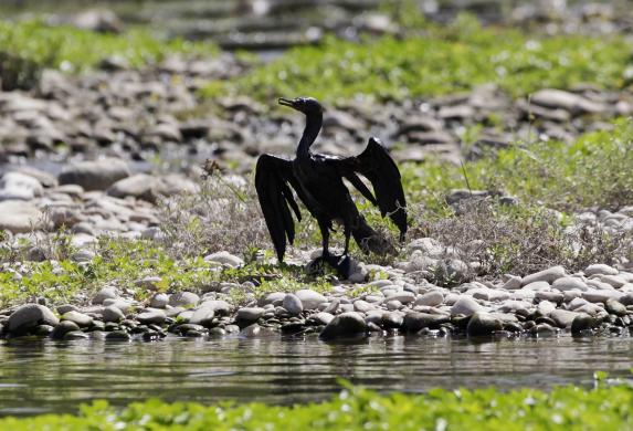 mexico oil spill