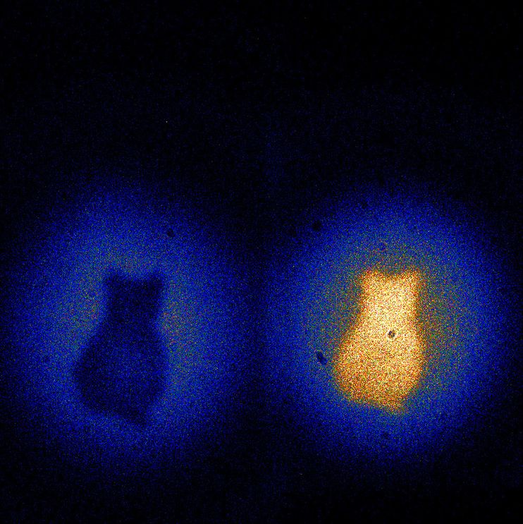 Cat cutout pictures