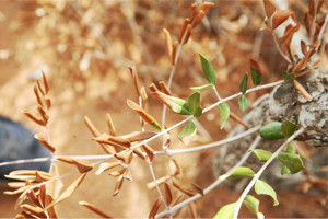 olive tree