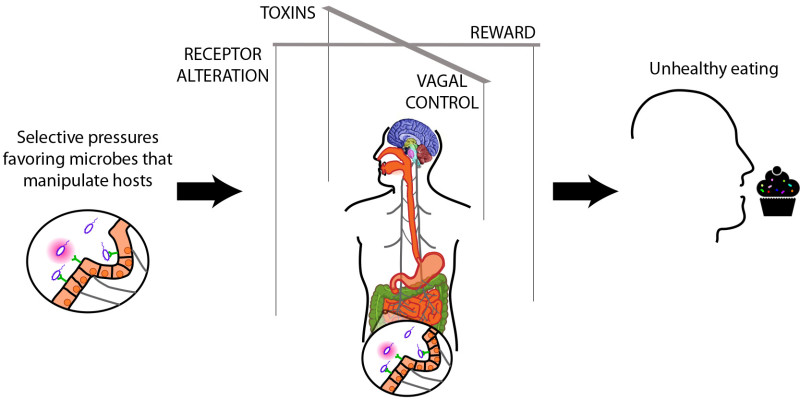 Gut Bacteria