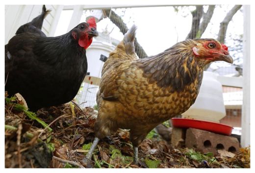 Chickens