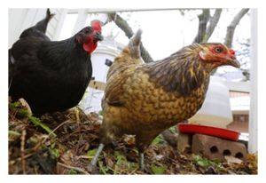 Click to enlarge Chickens
