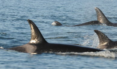 whales