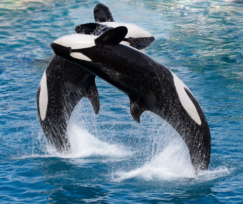 2 whales