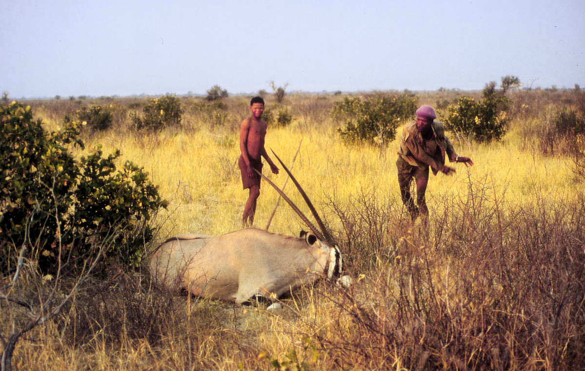 Click to enlarge Bushmen's sustainable methods