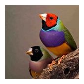 Gouldian finches