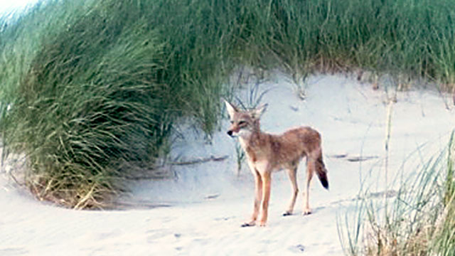 Click to enlarge Image