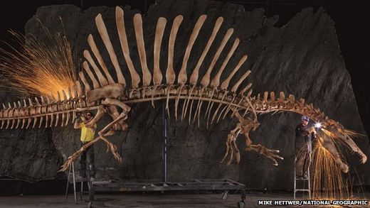 Spinosaurus skeleton