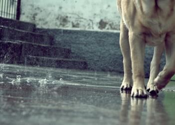 sacrifice_ dog