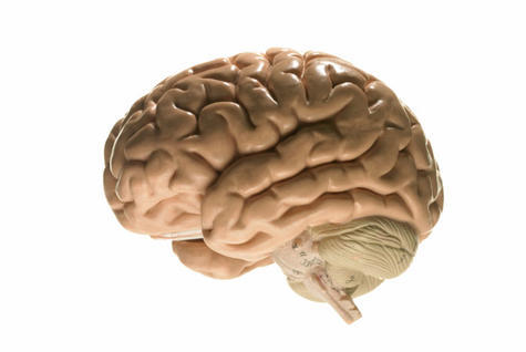 brain