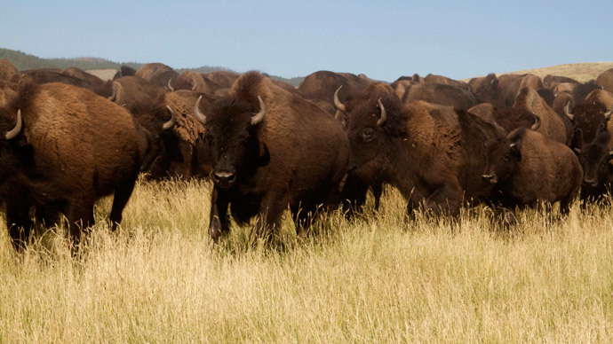 wild bison