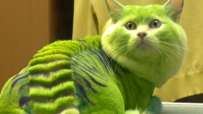 dragon cat