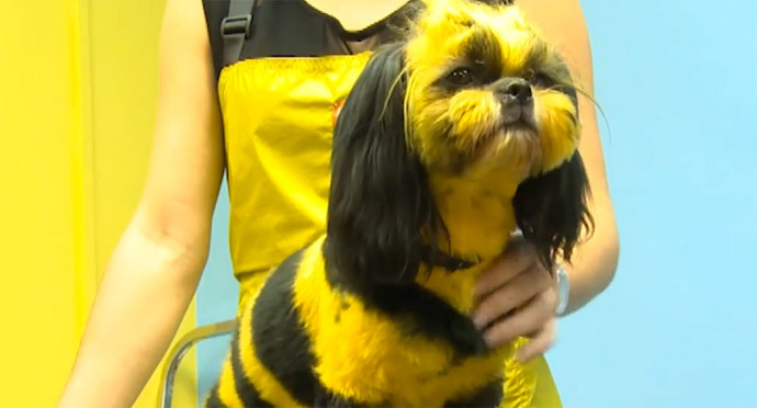 bee dog